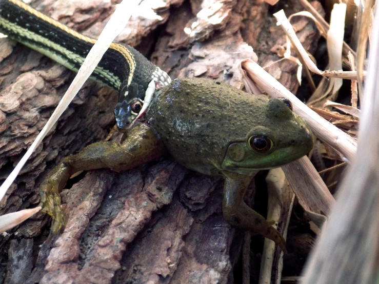 a close up of a frog on a tree nch