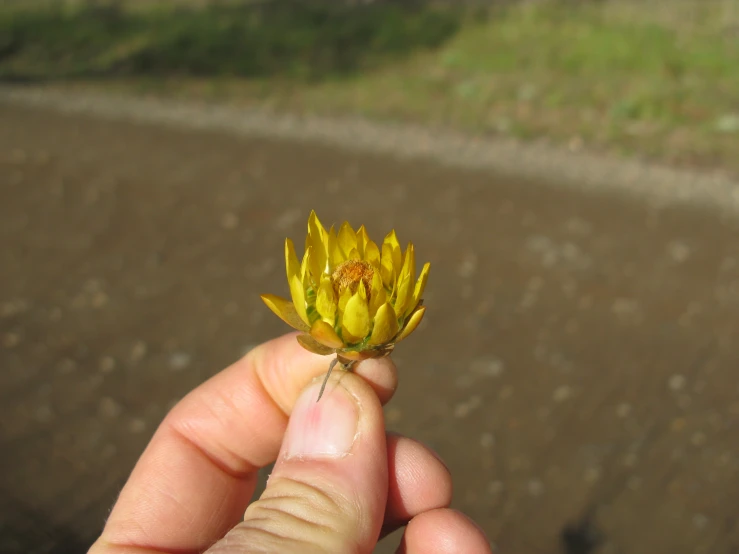 a yellow flower being held up to the camera