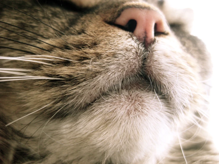 a closeup view of the nose of a cat