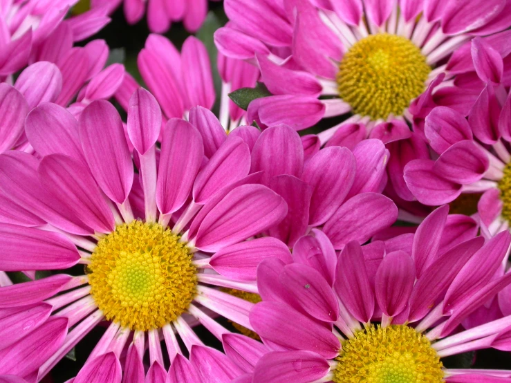 a close up po of pink daisies in bloom