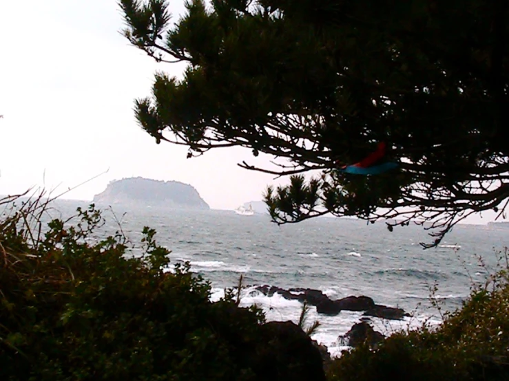 the ocean with pine tree nches in foreground and a sailboat on the far side