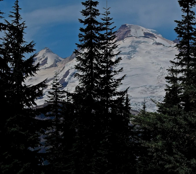 tall trees line the foreground as a view of a mountain