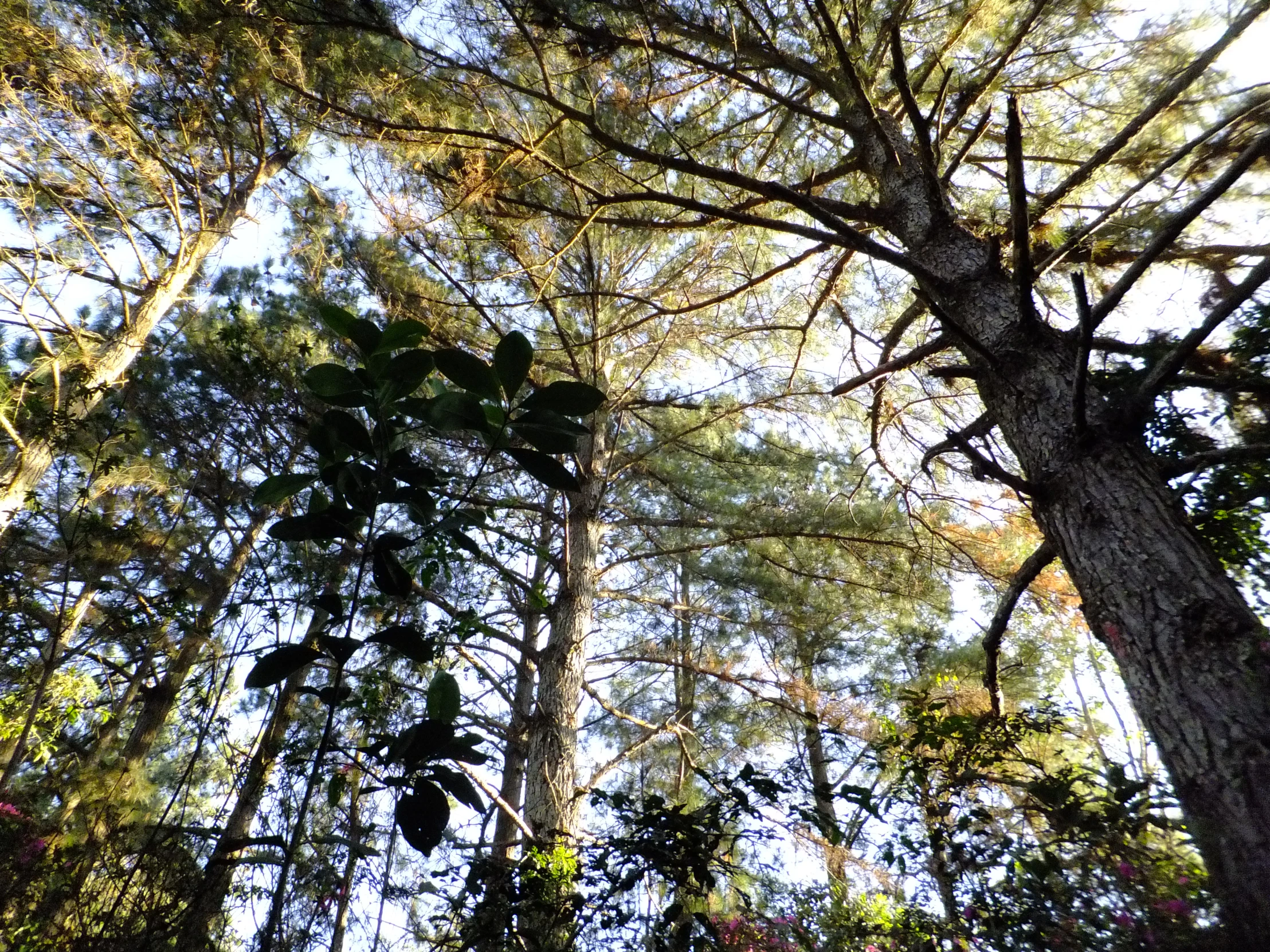 a dense green forest is pictured from the ground up to the canopy