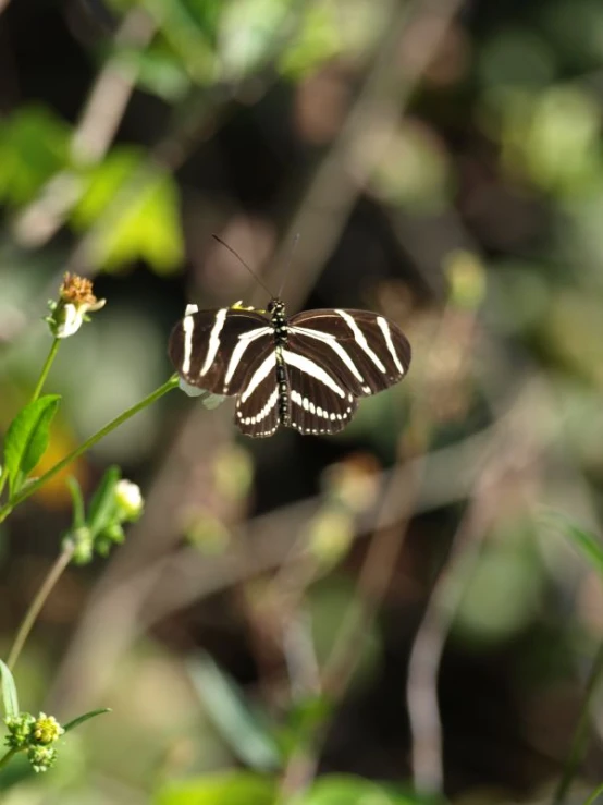 a small ze erfly resting on a plant