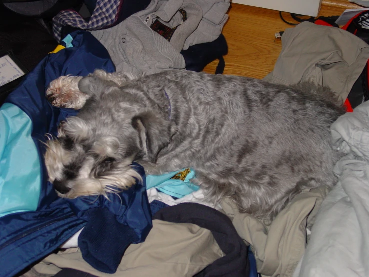 a dog sitting on top of a pile of clothes