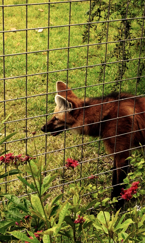 a small goat looks over a fence to see if soing is out in the field