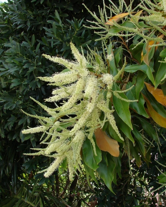 white flowers and leaves of a bush outdoors