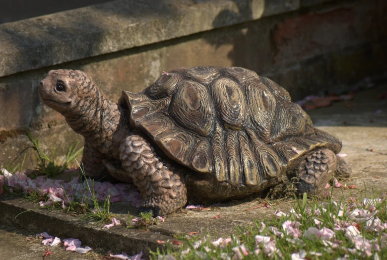 a brown and black turtle and some pink flowers