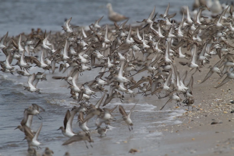 a flock of seagulls fly over the waves