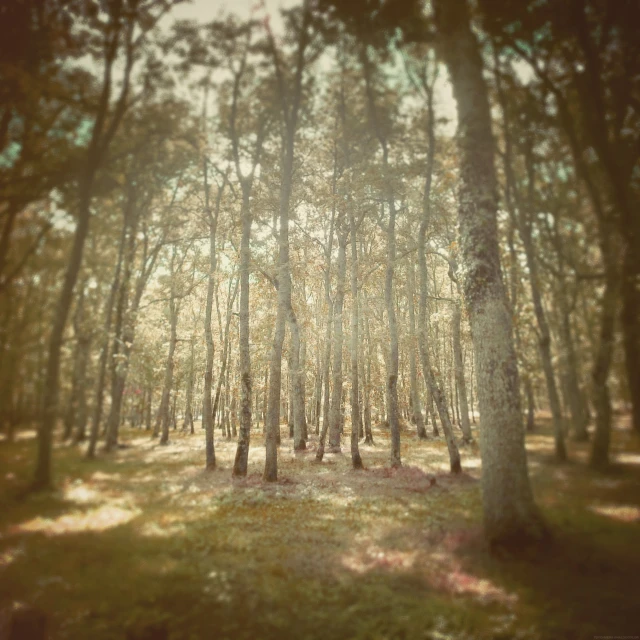 a forest filled with lots of trees next to tall green trees