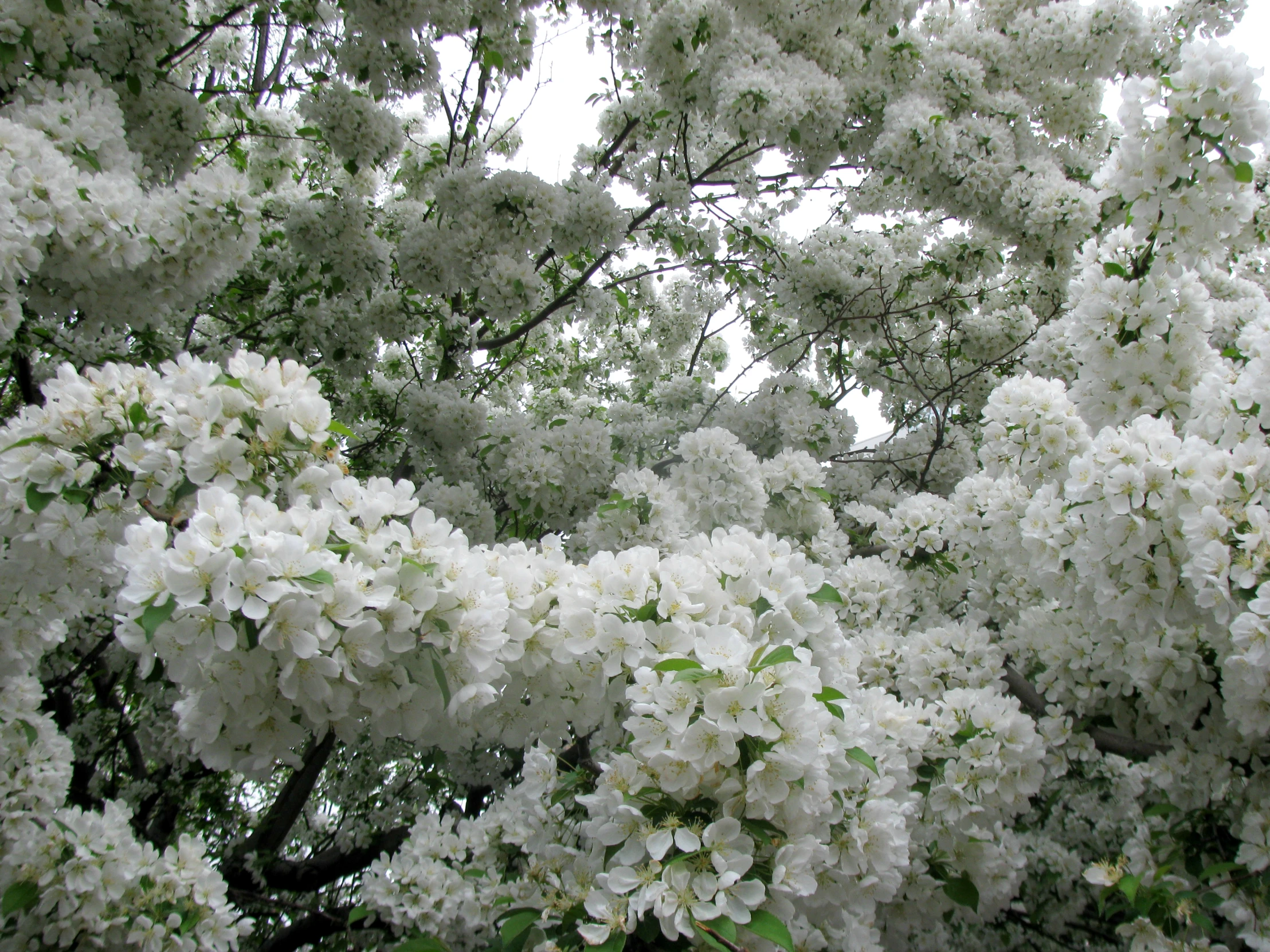 white flowers and trees in the rain