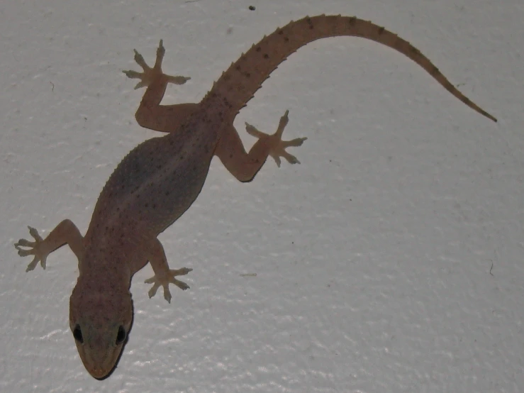 a lizard sitting on top of white wallpaper