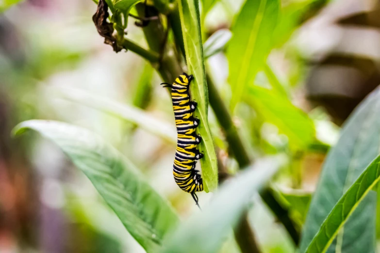 this is a close up picture of the caterpillar on the plant
