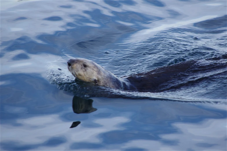 an otter swimming on top of water