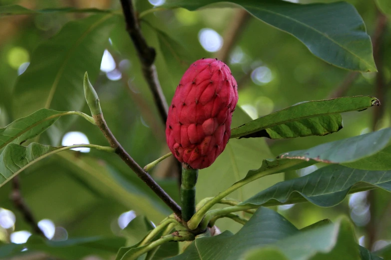 a pink flower is on a small nch