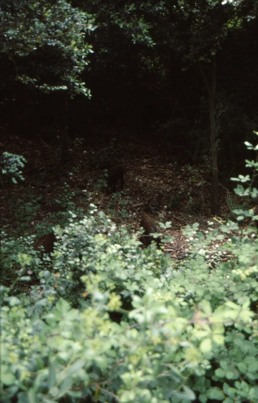 the po shows a forest filled with trees