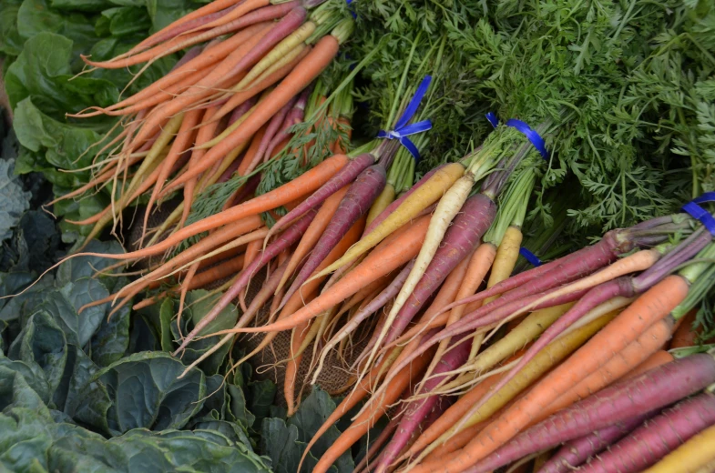 many different carrots that are in the ground