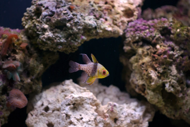 there is a fish that is sitting on some rocks