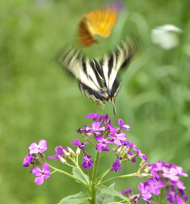 the erfly is flying very low to the plant