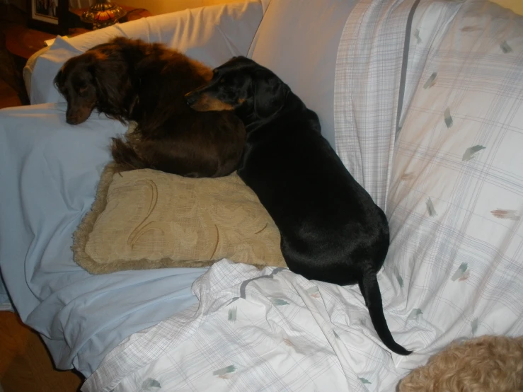 two small dogs, one sleeping on top of a teddy bear and the other curled up