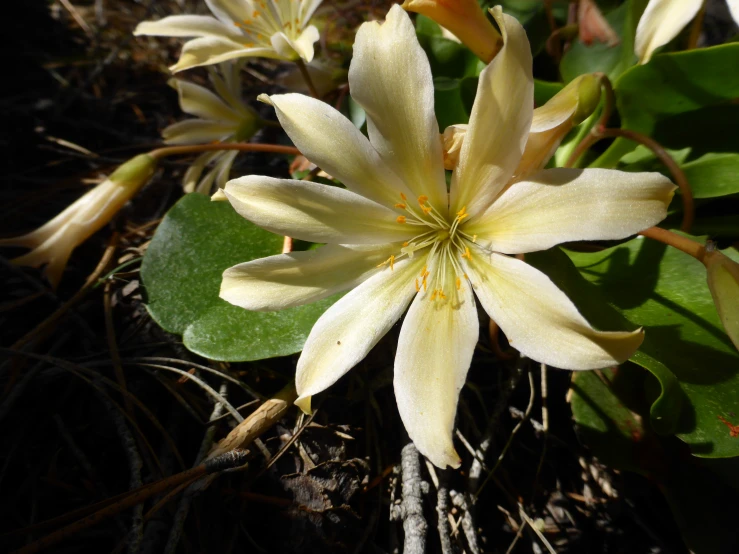 a bunch of flowers blooming on the forest floor