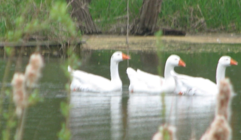 two adult swan and some young swans floating in the water