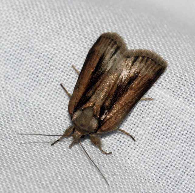 close up image of a striped moth resting on a white cloth