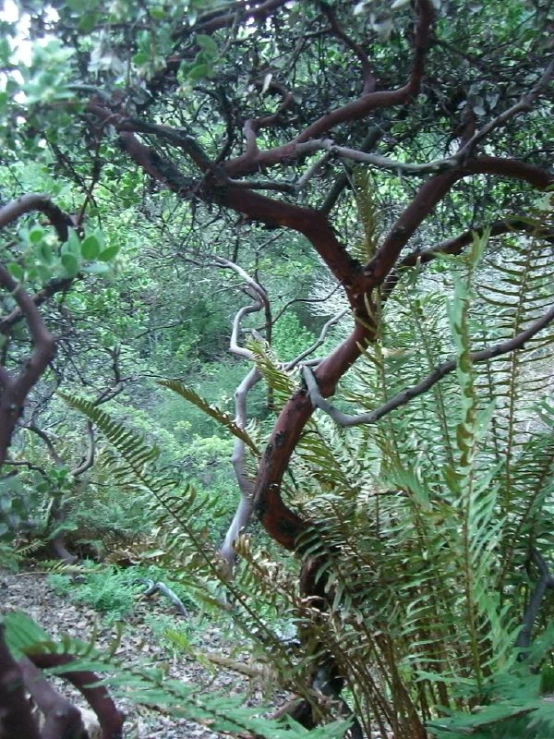 an area with plants, rocks and dirt