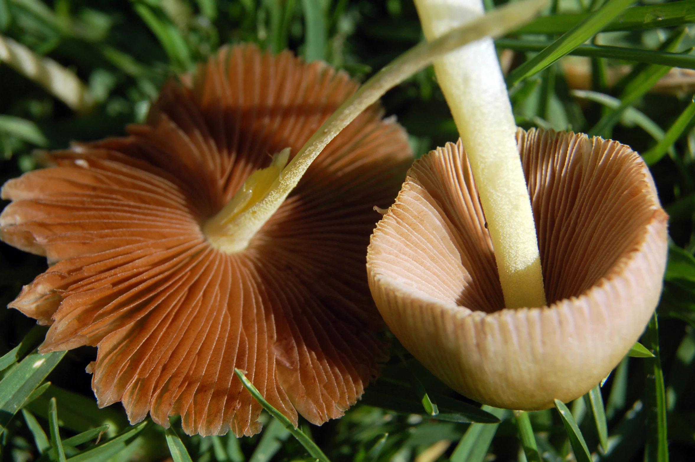 two mushrooms sitting next to each other on grass