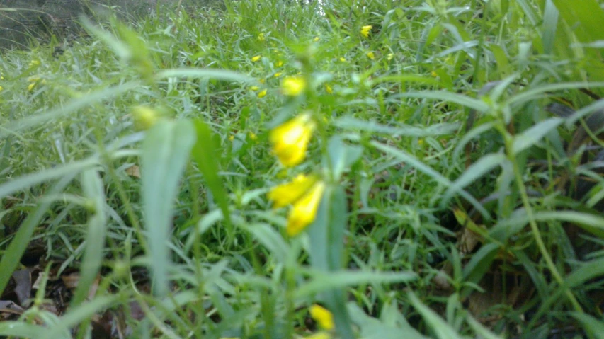 a number of green grass with yellow flowers in a field