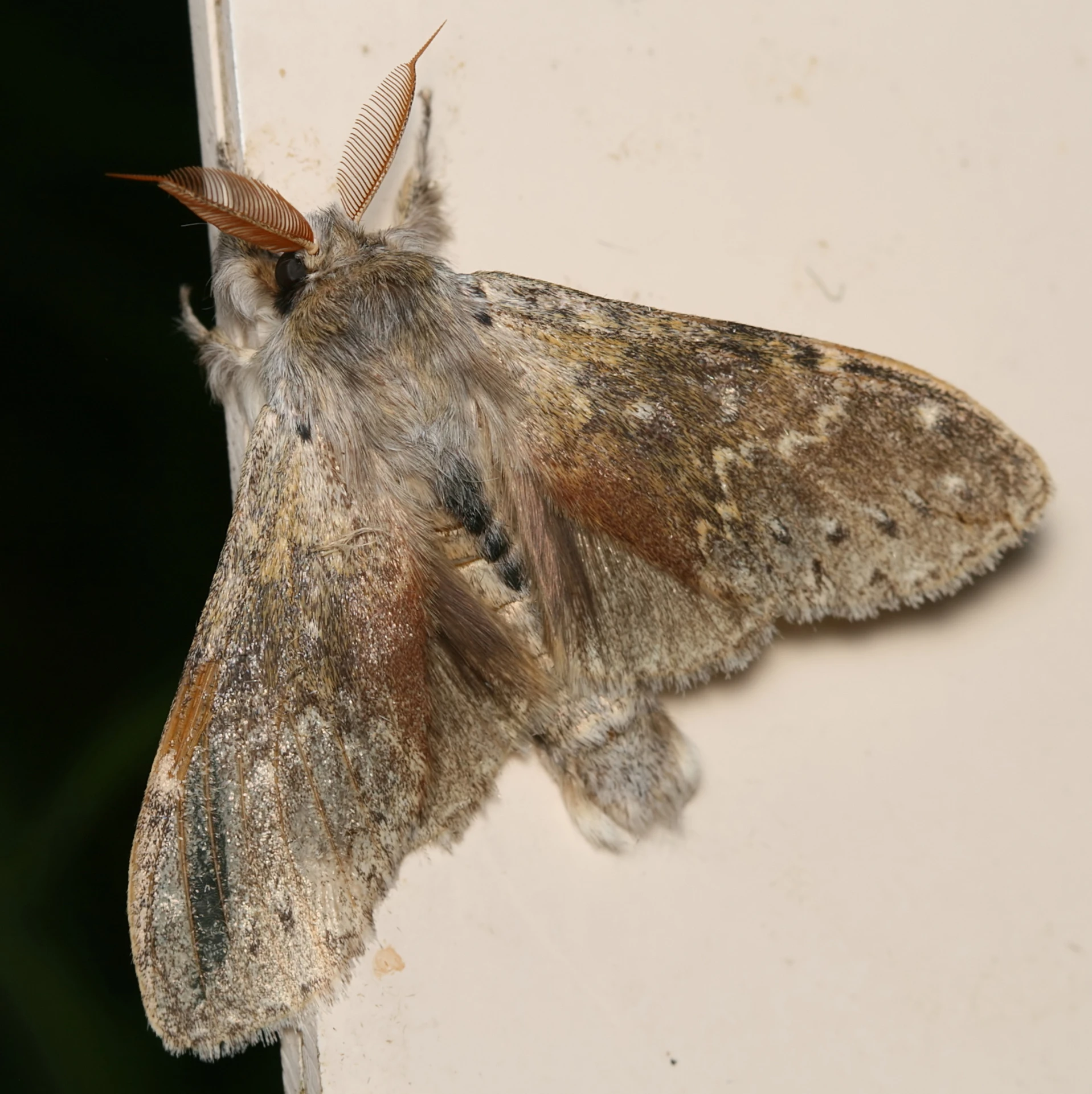 a moth with very large brown wings hanging on a piece of white paint