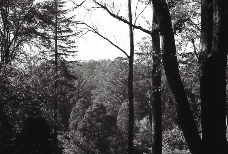 black and white pograph of trees and benches