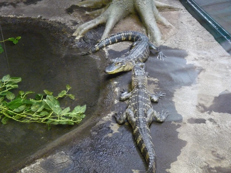 some large lizards are lying on a ground