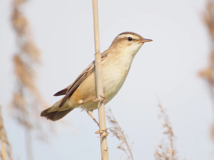 a small brown bird standing on a tree limb