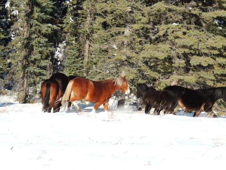 three horses are walking in the snow near some trees