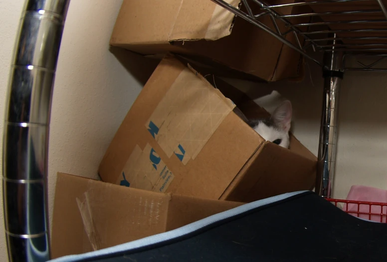 a cat is sitting in a pile of cardboard boxes