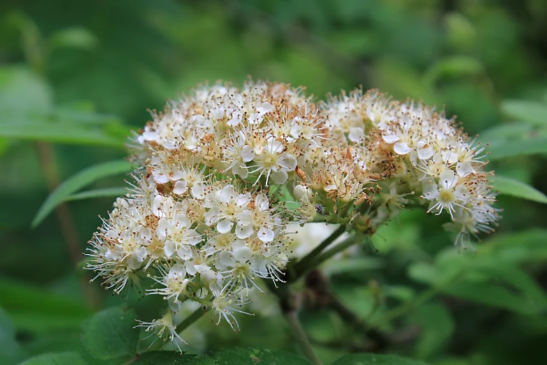 some very pretty white flowers by some green leaves