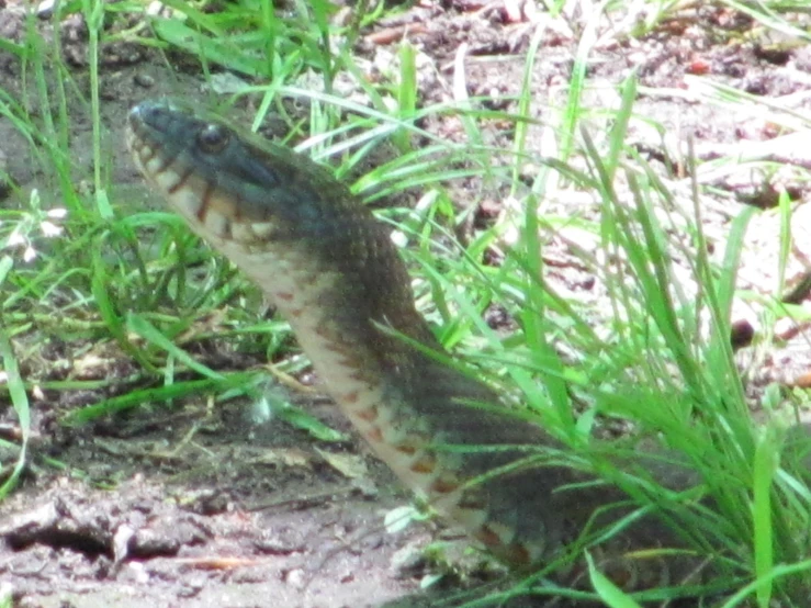 a snake is in the grass near a patch of ground