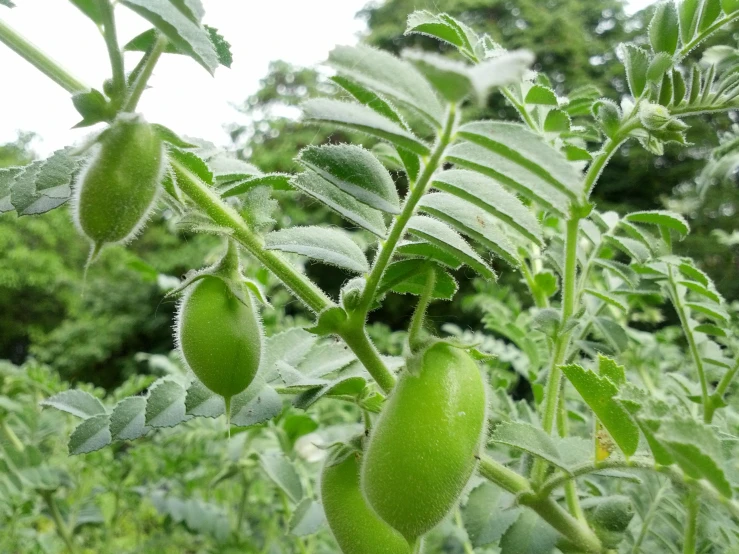 the green fruits are growing on the plant