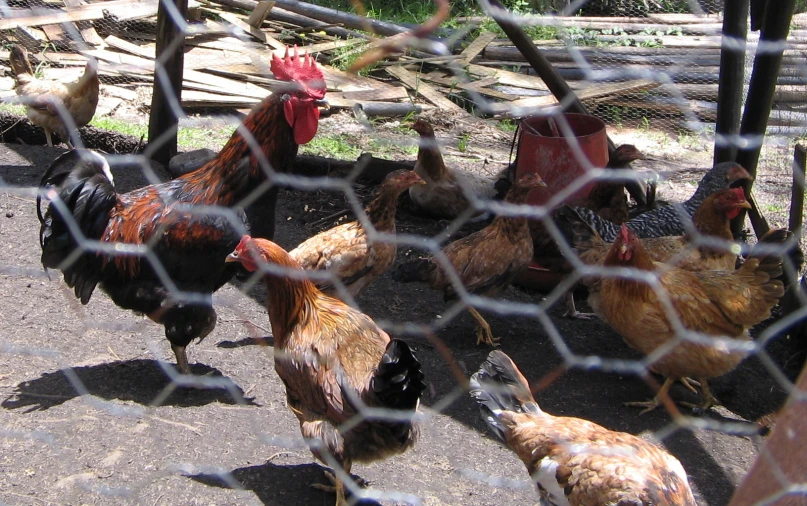 a flock of chickens walking in front of a fence