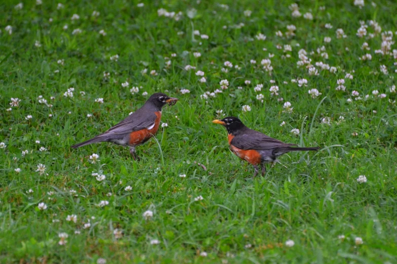 two birds sitting in the middle of a grass field