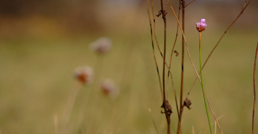 the plant is growing on tall, brown stems