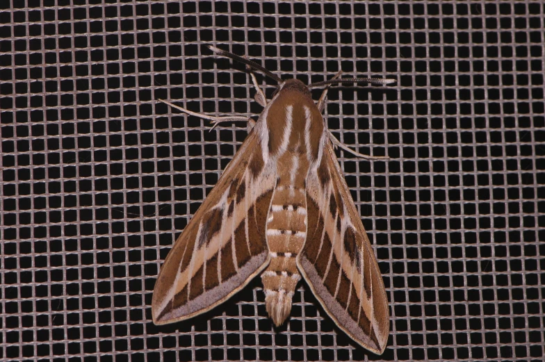 a moth that is sitting on a mesh mesh