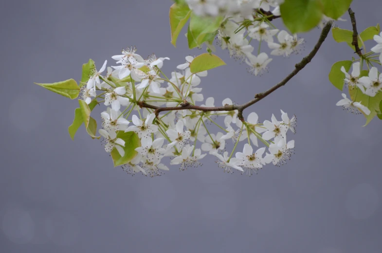 closeup of a nch with a lot of white flowers