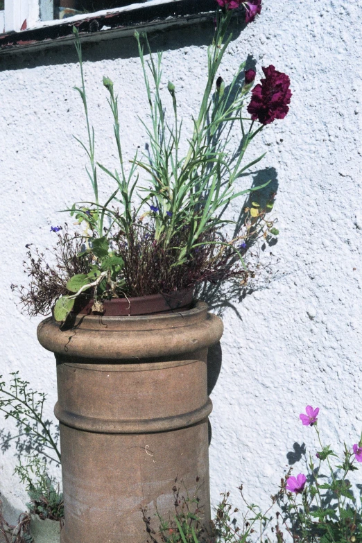 the flowers are in the clay pot by the wall