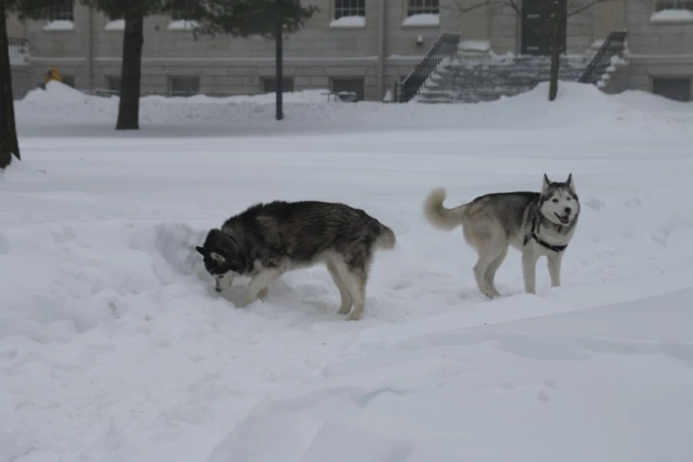 two husky dogs playing together in the snow