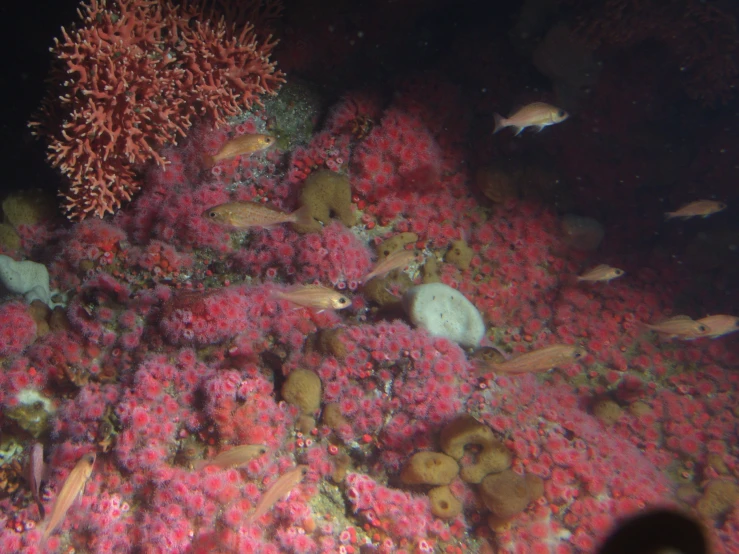 colorful reef life with an abundance of small fish