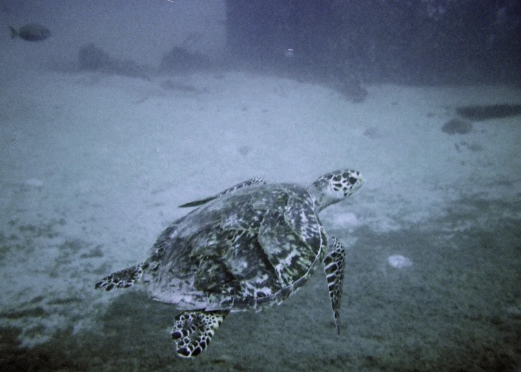 the turtle is swimming on a sandy sea floor