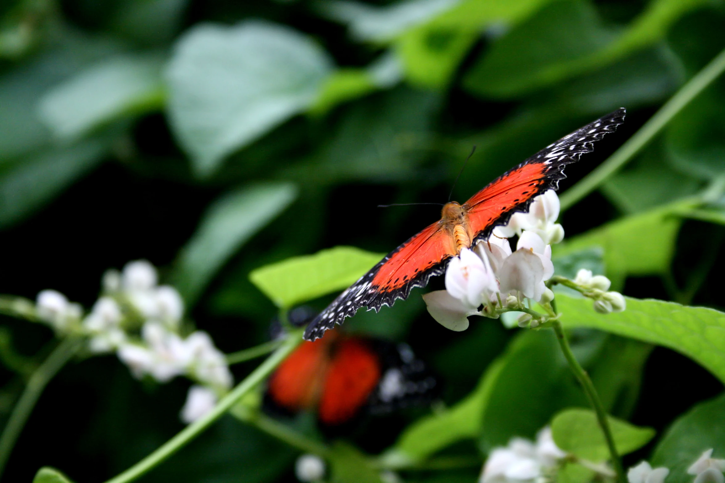 a red and black insect is sitting on some white flowers