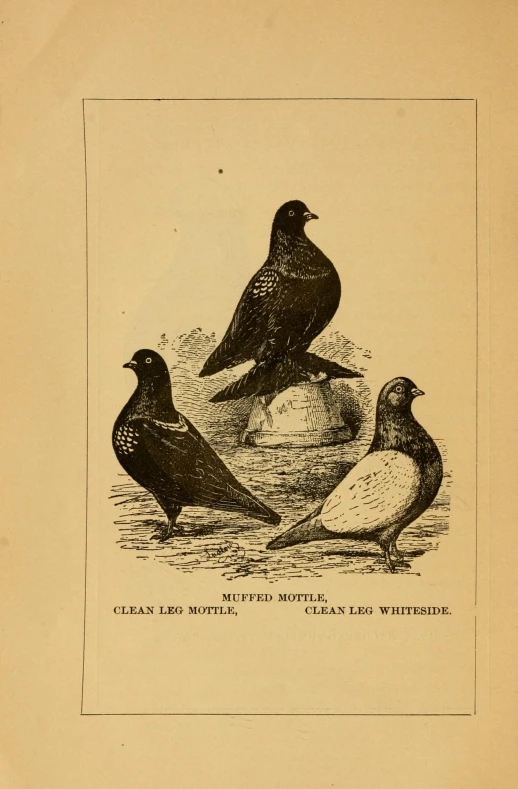 three large black birds standing together near each other